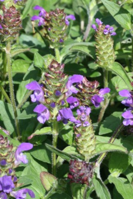 Bild von Prunella grandiflora