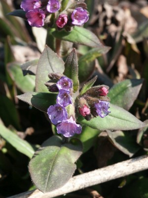 Bild von Pulmonaria dacica