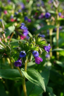 Bild von Pulmonaria angustifolia Azurea