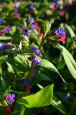 Bild von Pulmonaria dacica Mawson