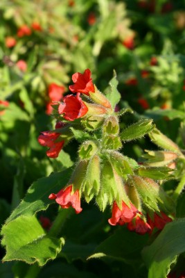 Bild von Pulmonaria rubra