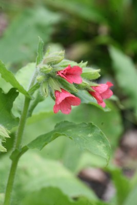 Bild von Pulmonaria rubra Red Start