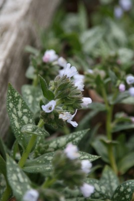 Bild von Pulmonaria saccharata Ocupol