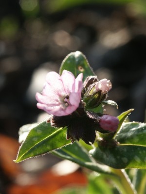 Bild von Pulmonaria longifolia Roy Davidson