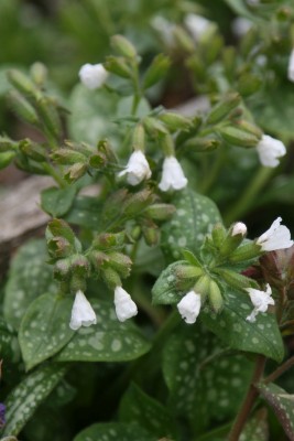 Bild von Pulmonaria saccharata Sissingh. White