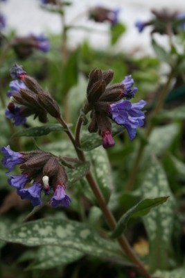 Bild von Pulmonaria x-hybr. Trevi Fountain