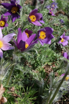 Bild von Pulsatilla vulgaris