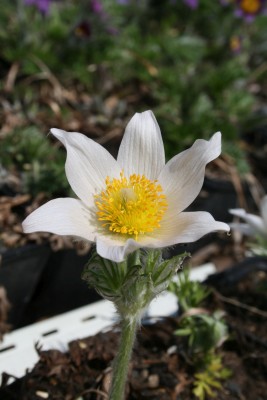 Bild von Pulsatilla vulgaris Alba