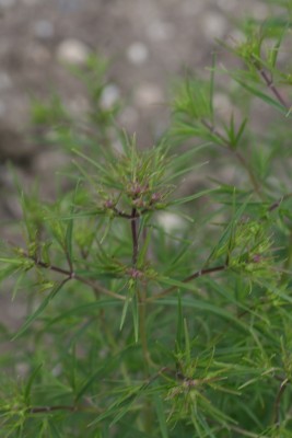 Bild von Pycnanthemum tenuifolium