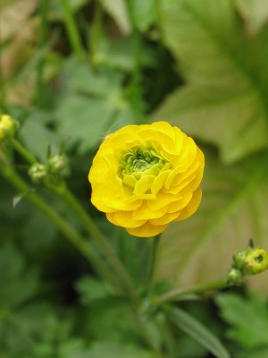 Bild von Ranunculus acris Multiplex