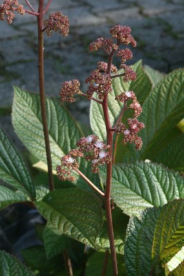 Bild von Rodgersia aesculifolia Werner Müller