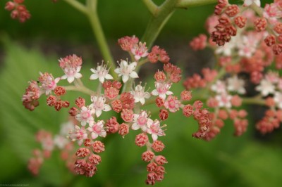 Bild von Rodgersia x-cult. Die Anmutige