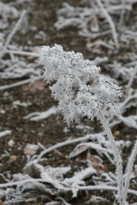 Bild von Rodgersia x-cult. Spitzentänzerin