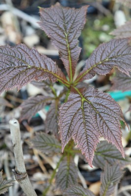 Bild von Rodgersia podophylla