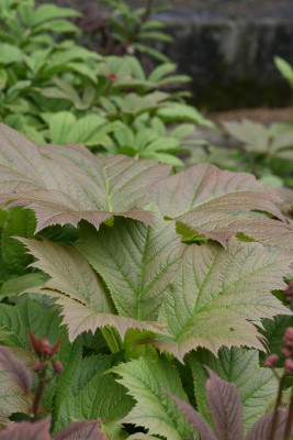 Bild von Rodgersia podophylla Pagode