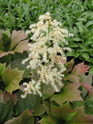 Bild von Rodgersia podophylla Rotlaub