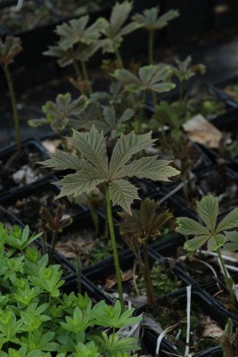 Bild von Rodgersia podophylla Smaragd