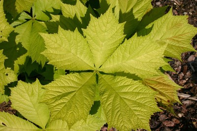 Bild von Rodgersia podophylla Smaragd