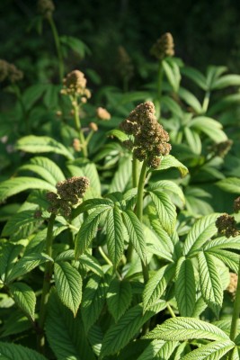 Bild von Rodgersia sambucifolia Rothaut