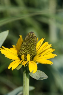 Bild von Rudbeckia maxima