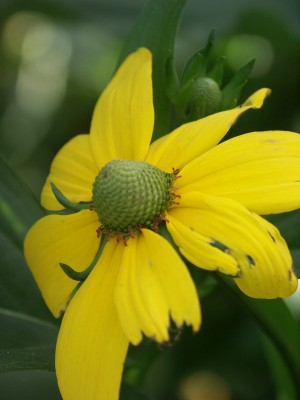 Bild von Rudbeckia nitida Herbstsonne