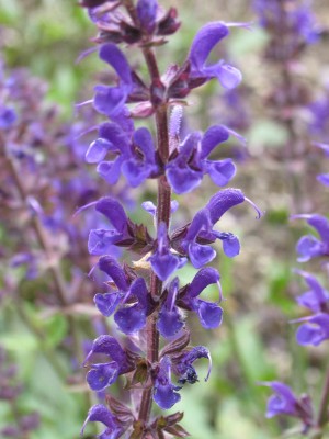 Bild von Salvia nemorosa Viola Klose