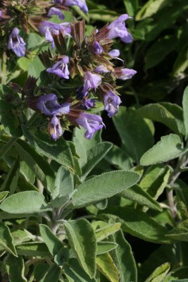 Bild von Salvia officinalis Berggarten