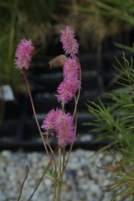 Bild von Sanguisorba obtusa Weihenstephan