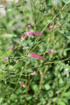 Bild von Sanguisorba officinalis Pink Tanna