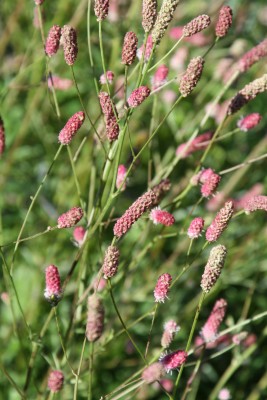 Bild von Sanguisorba officinalis Tanna