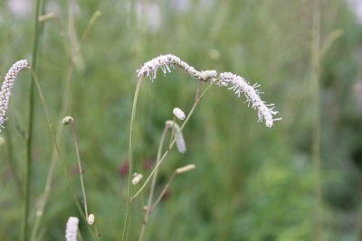 Bild von Sanguisorba Hybr. All Time High