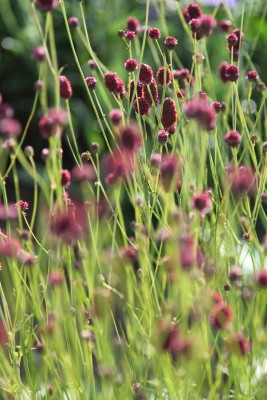 Bild von Sanguisorba Hybr. Burgundy