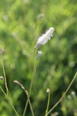 Bild von Sanguisorba Hybr. Burr Blanc