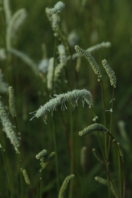 Bild von Sanguisorba Hybr. Figaro