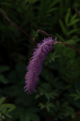 Bild von Sanguisorba Hybr. Lomon-Splash