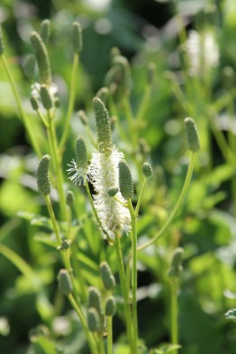 Bild von Sanguisorba Hybr. North. Lights