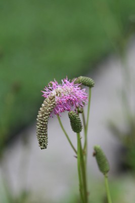 Bild von Sanguisorba Hybr. Pink Brushes