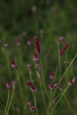 Bild von Sanguisorba Hybr. Rock and Roll