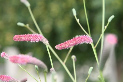 Bild von Sanguisorba Hybr. Scapino