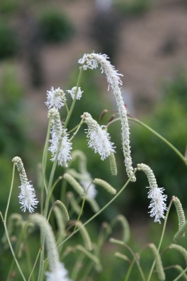 Bild von Sanguisorba tenuifolia Albiflora