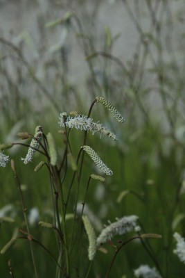 Bild von Sanguisorba tenuifolia.v.par. Delicat.