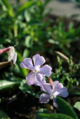 Bild von Saponaria x-lempergii Max Frei