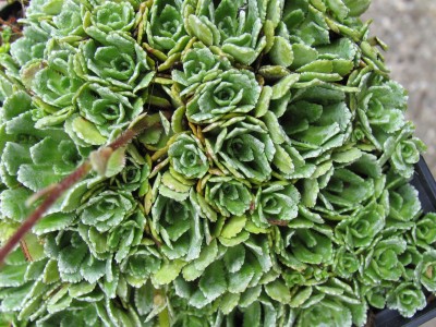 Bild von Saxifraga panicul. ssp.-brevifolia