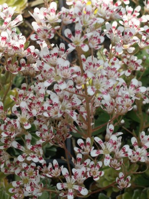 Bild von Saxifraga x Southside Seedling