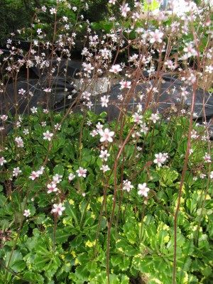 Bild von Saxifraga x-urbium Aureopunktata