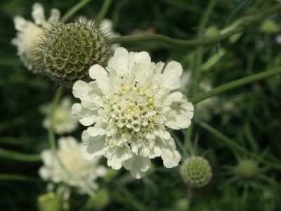 Bild von Scabiosa caucasica Alba