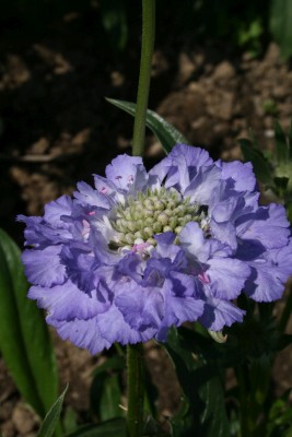 Bild von Scabiosa caucasica Blaues Siegel