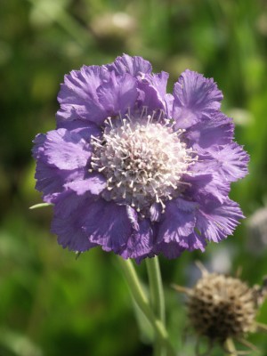 Bild von Scabiosa caucasica Clive Greaves