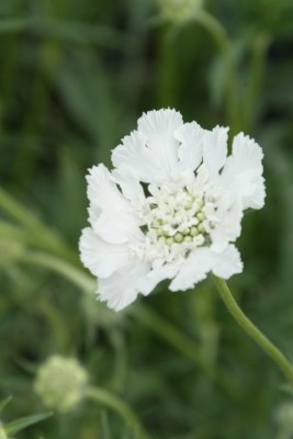 Bild von Scabiosa caucasica Miss Willmott