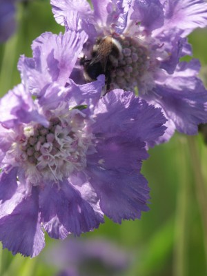 Bild von Scabiosa caucasica Nachtfalter